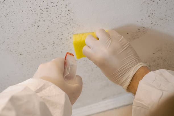 Best Real Estate Mold Inspection  in Conyngham, PA
